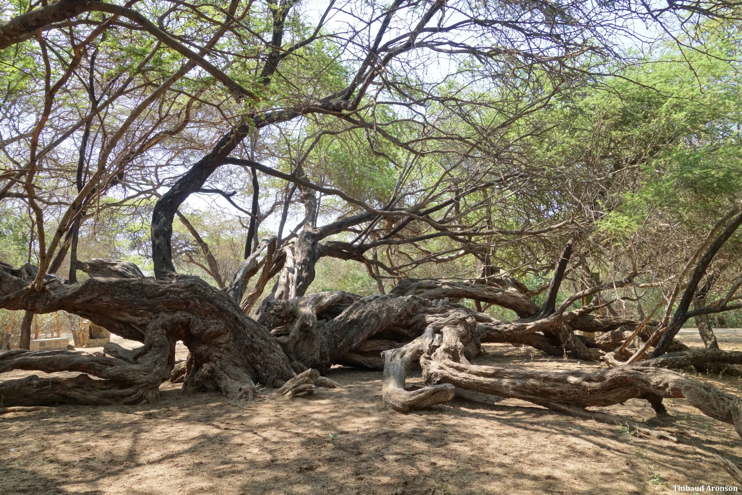 The Huarango and Algarrobo forests of coastal Peru: rays of hope