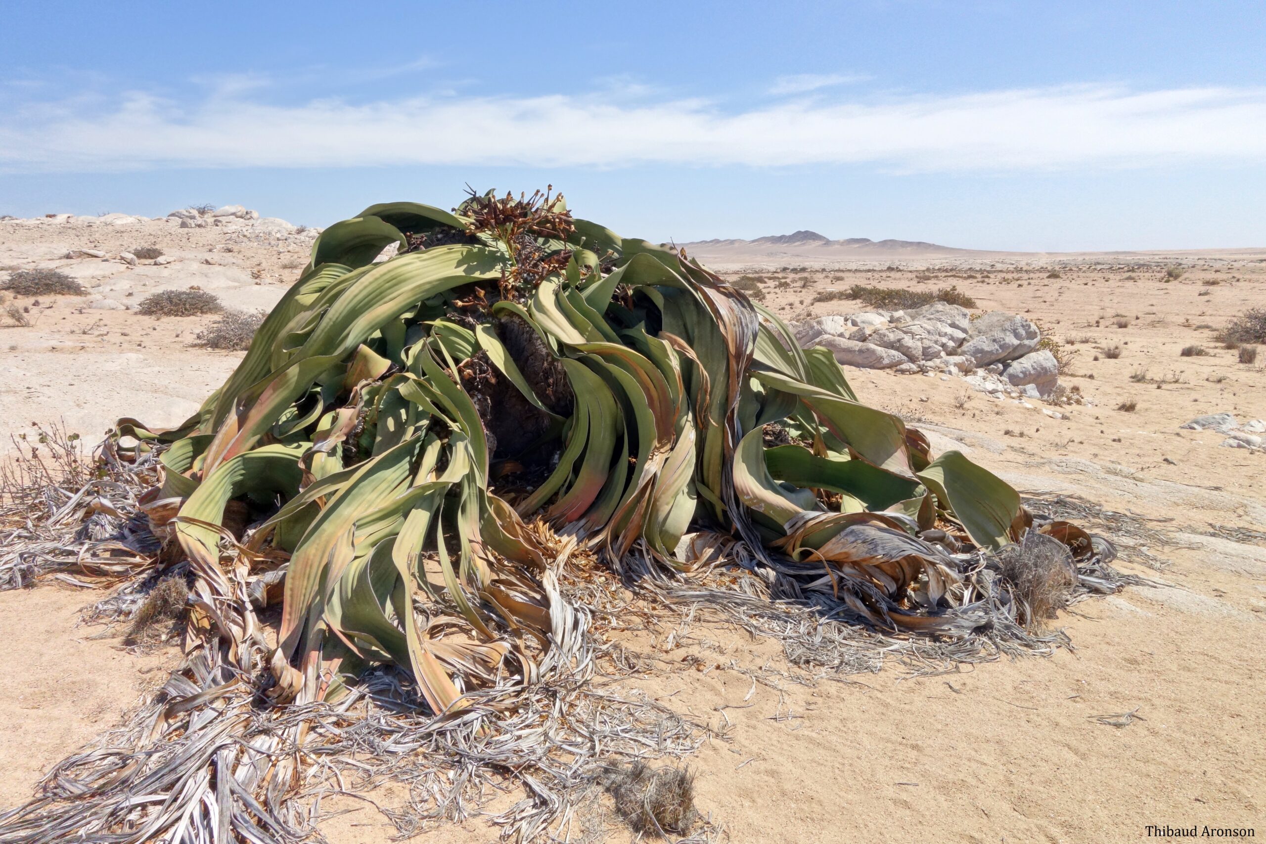 Notes from the Namib 1. An ancient desert in transition