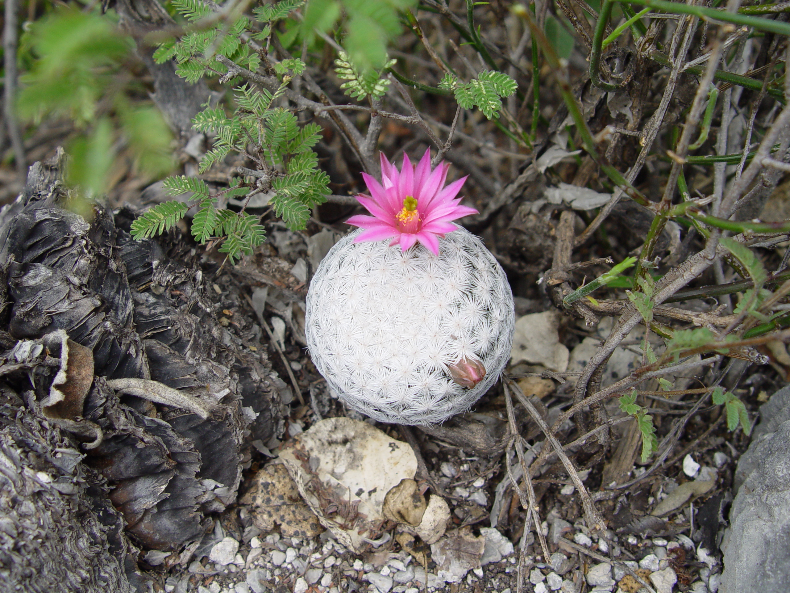 Cactus conservation and restoration of arid environments in Central Mexico