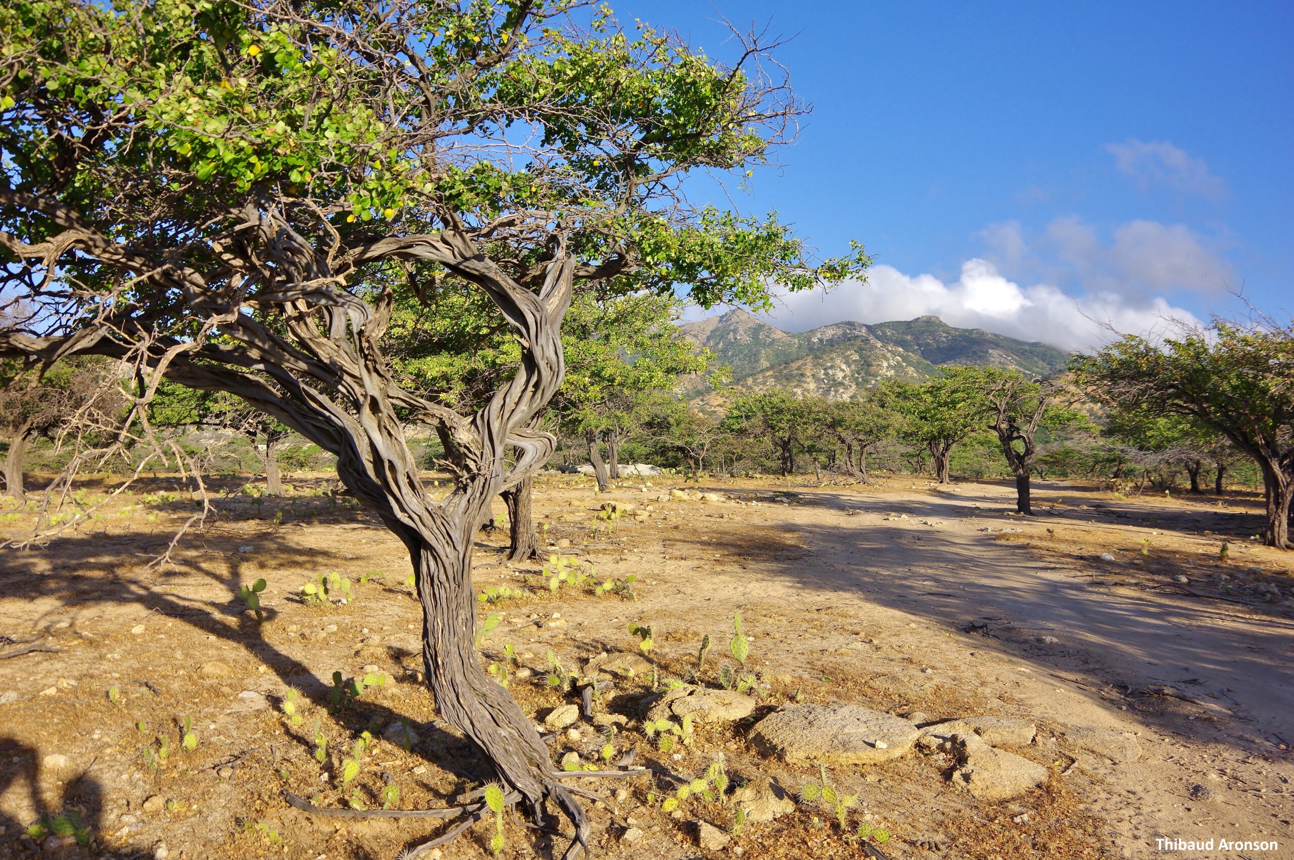 Virtual field trip to the Guajira desert and the Serranía de Macuira in northern Colombia