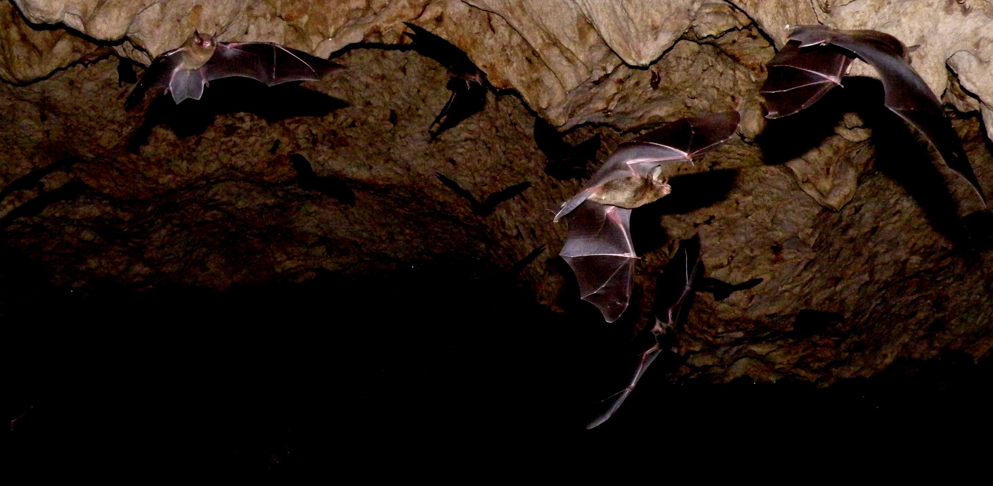 What can bat poop tell us about past tropical landscapes?