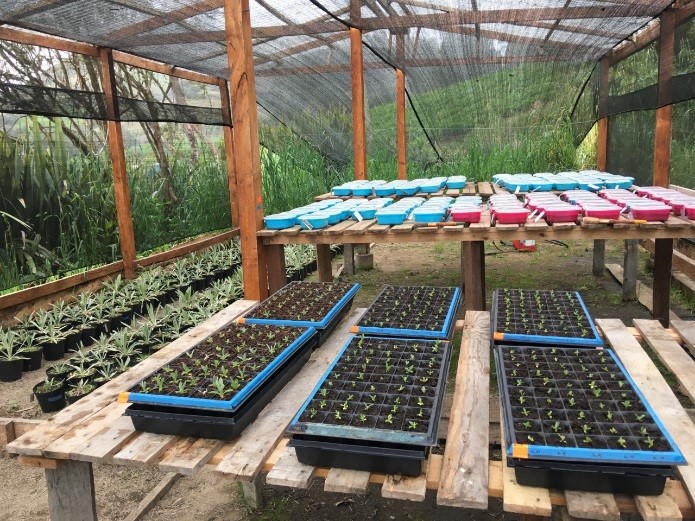 Bunkered ex situ plant conservation and páramo biodiversity farms