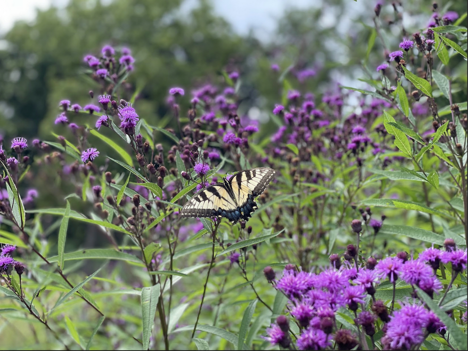The Restorative Landscape Coalition: A new social-ecological impact network takes root in the Eastern United States