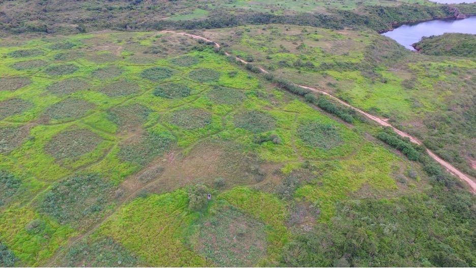 The cost-effectiveness of fertilizing and irrigating tropical dry forest seedlings in an applied nucleation project