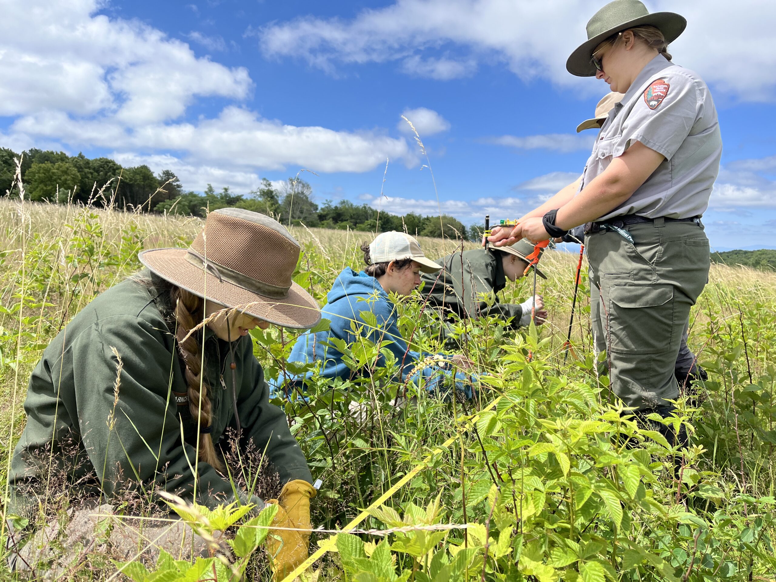 Five people huddle around a field tape marking a vegetation transect through a grassland with white clouds and blue sky in the background.