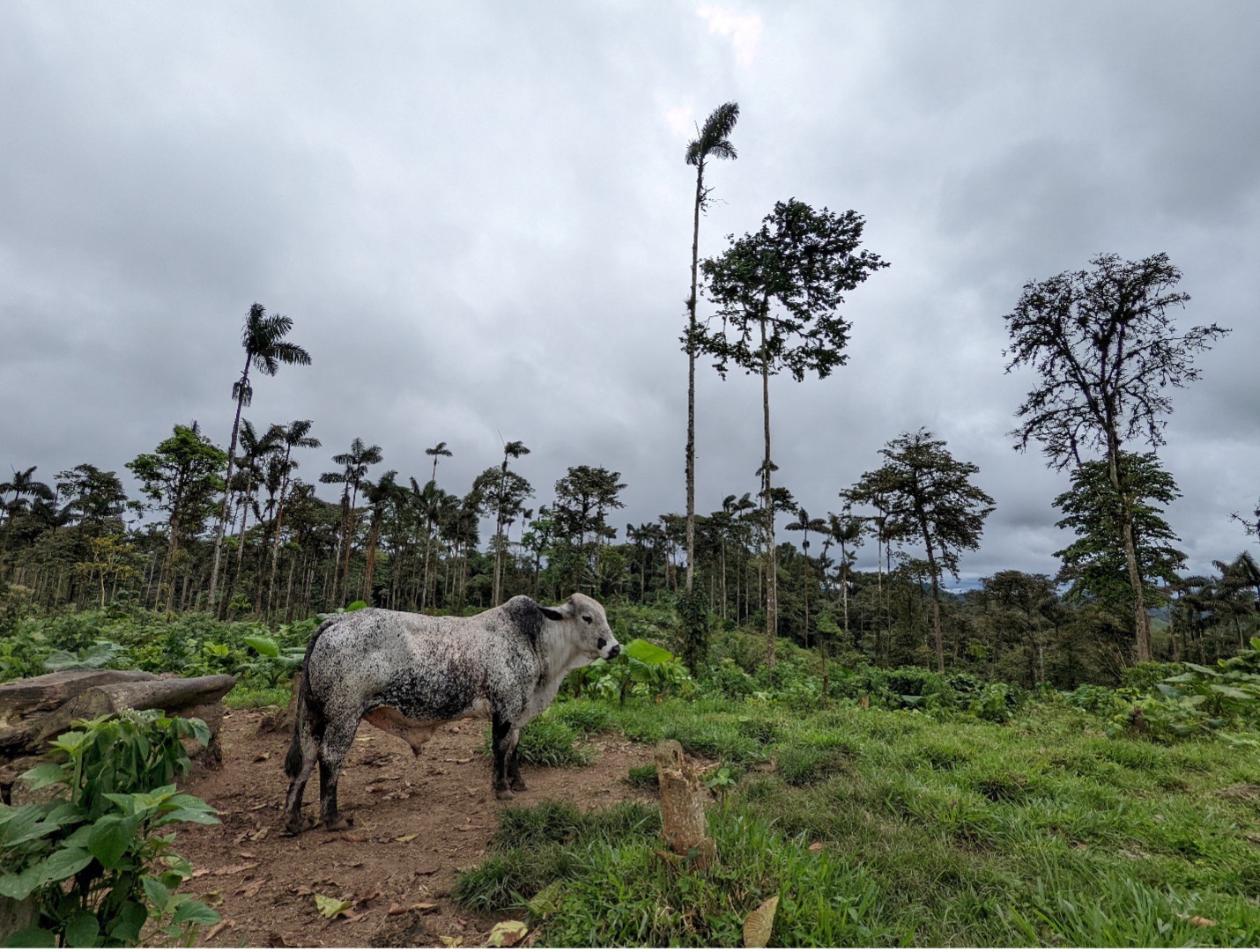 The Choconexión Project: Restoring Ecological Connections in Ecuador’s Chocó Rain Forest