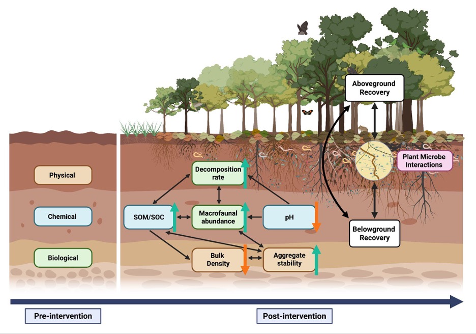 The hidden half of tropical forest recovery