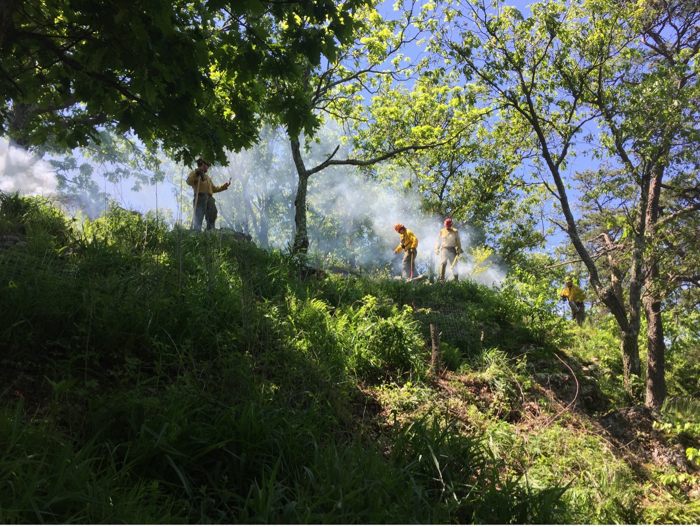 Peter’s Mountain Mallow – Back on the brink as it approaches its 100th anniversary