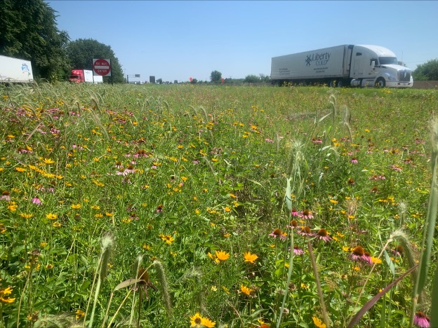 Native Plant Seeding Solutions for High Disturbance Highway Roadsides