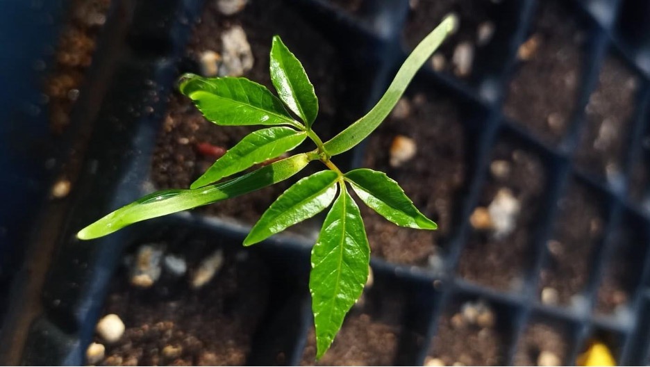 From Soil Seed Banks to Seedlings: Deciphering the Natural Regeneration of Tropical Dry Forests in the Americas