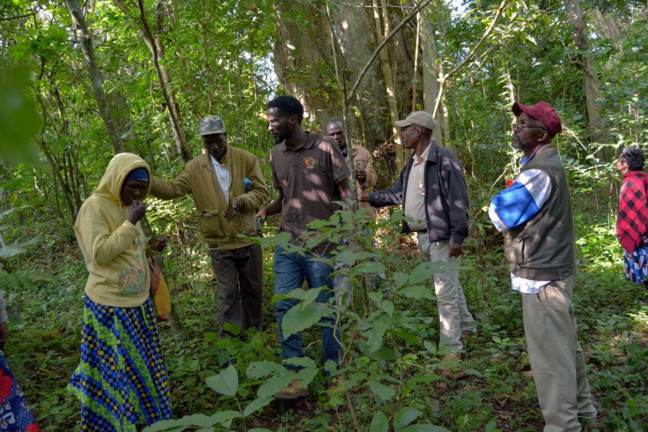 Reintroducing Kenya’s Threatened Trees and Shrubs in the Highlands Through Science and Community Action