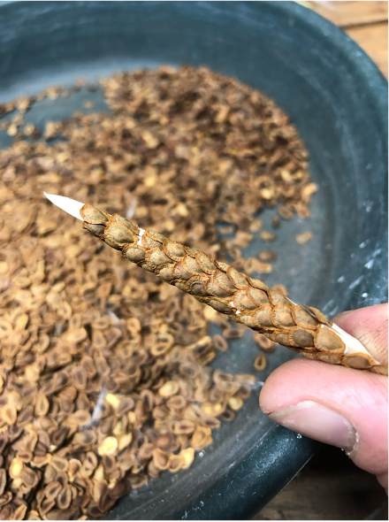 News from the Northeast Seed Network: Launching Wild Seed Collection Protocols