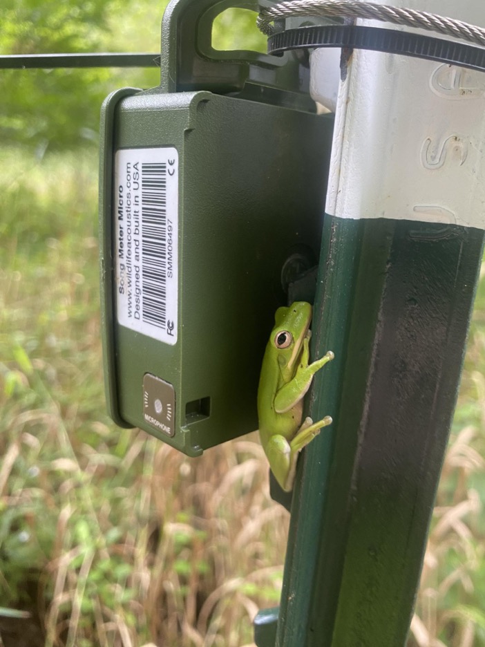 Invasive plants, restoration, and the soundscapes of urban streams