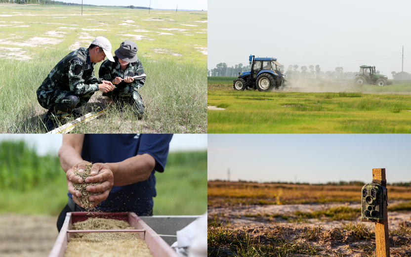 From Saline Soil to Working Steppe: Restoring Native Grassland and Livelihoods in Northeast China